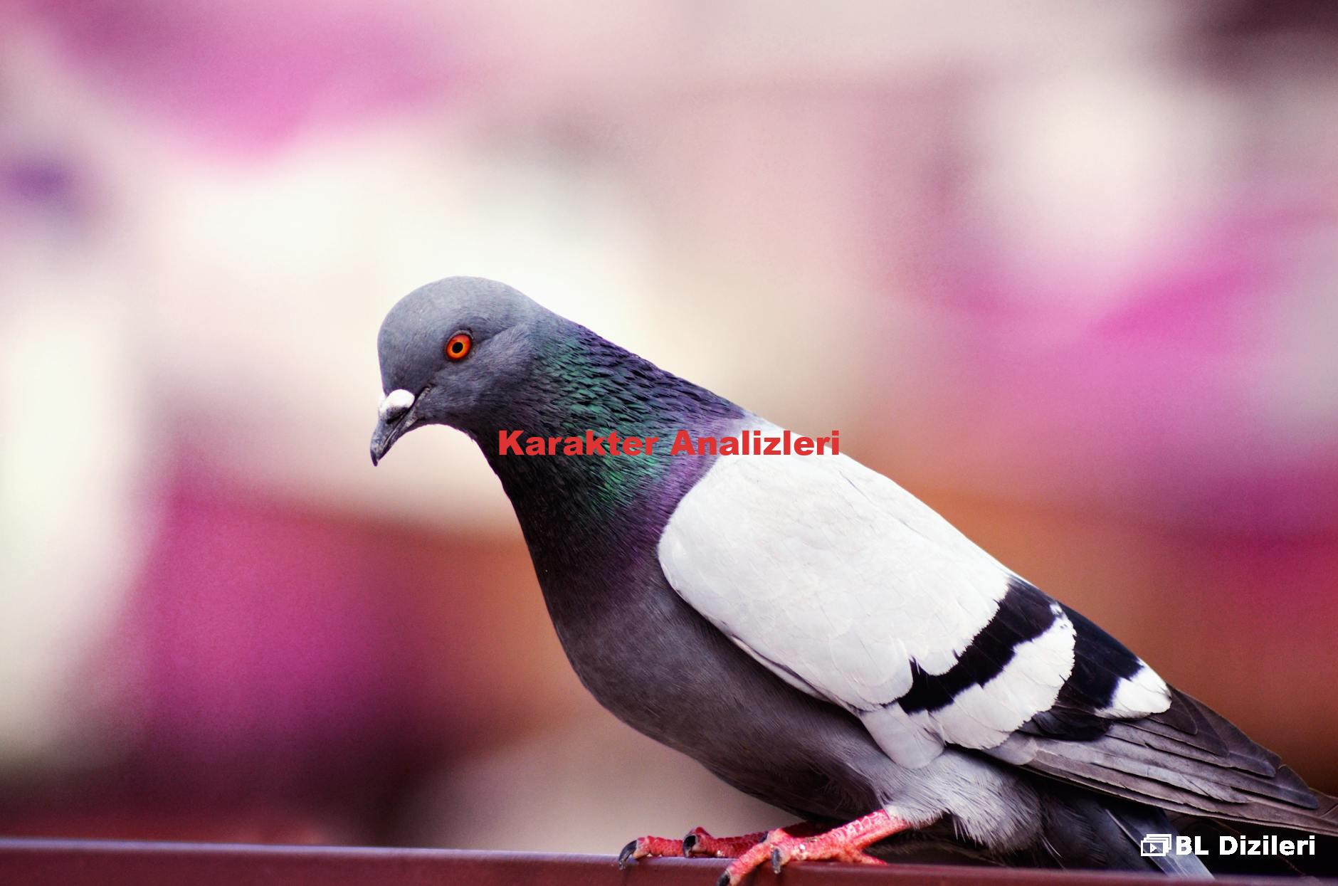 Karakter Analizleri