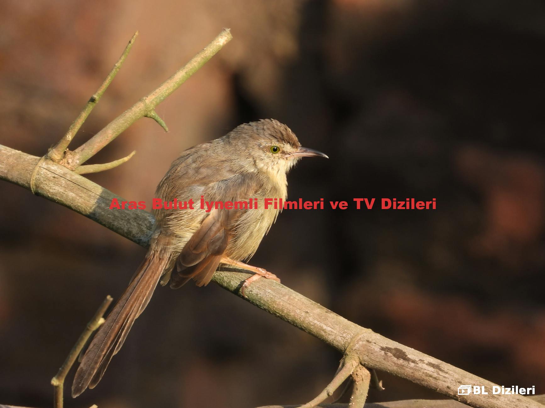 Aras Bulut İynemli Filmleri ve TV Dizileri