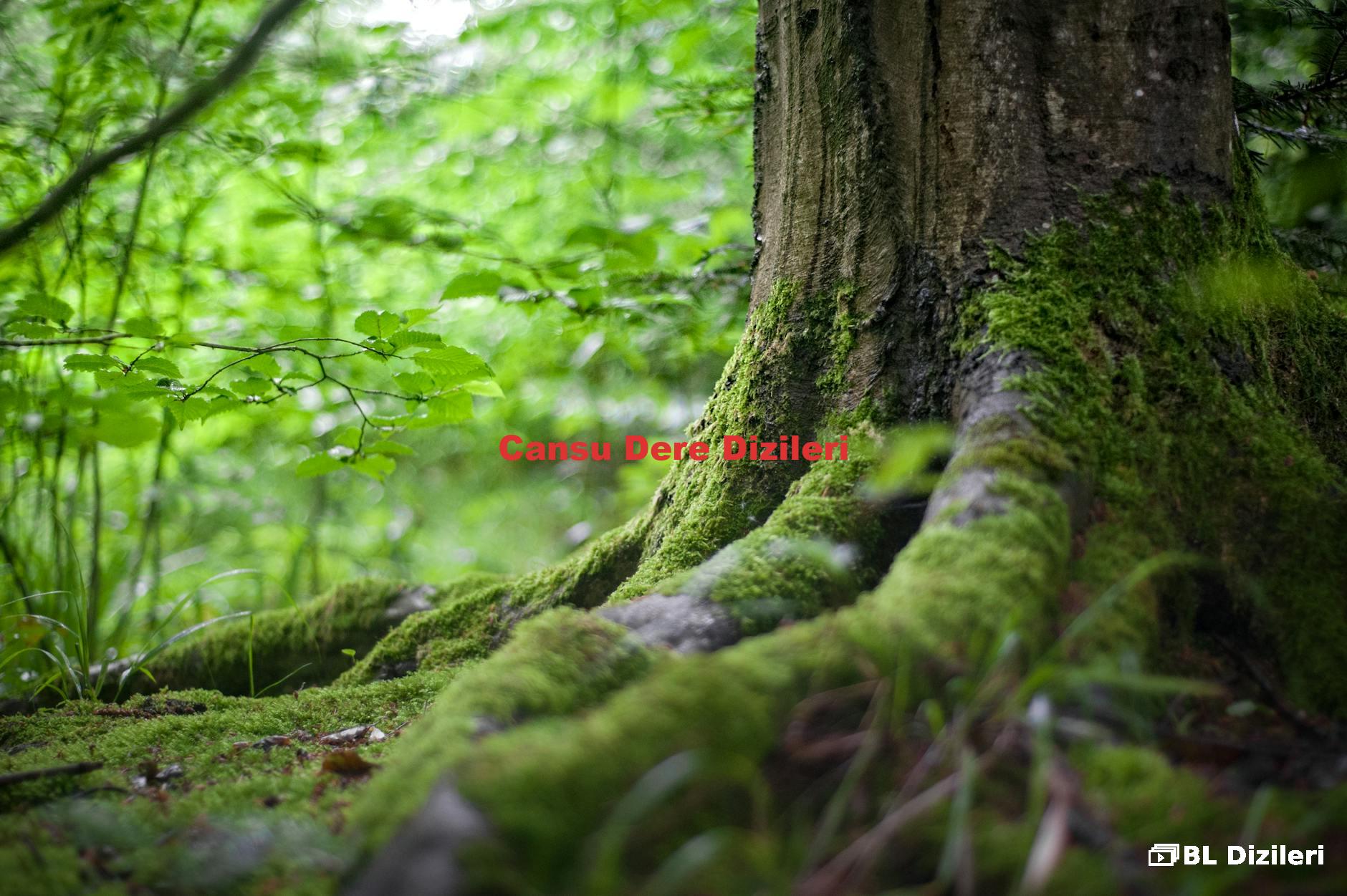 Cansu Dere Dizileri