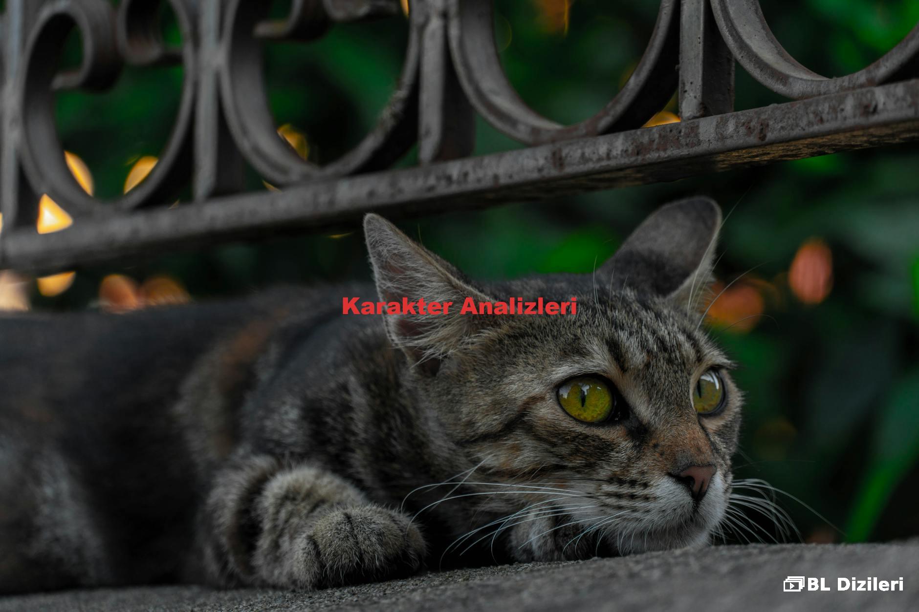 Karakter Analizleri