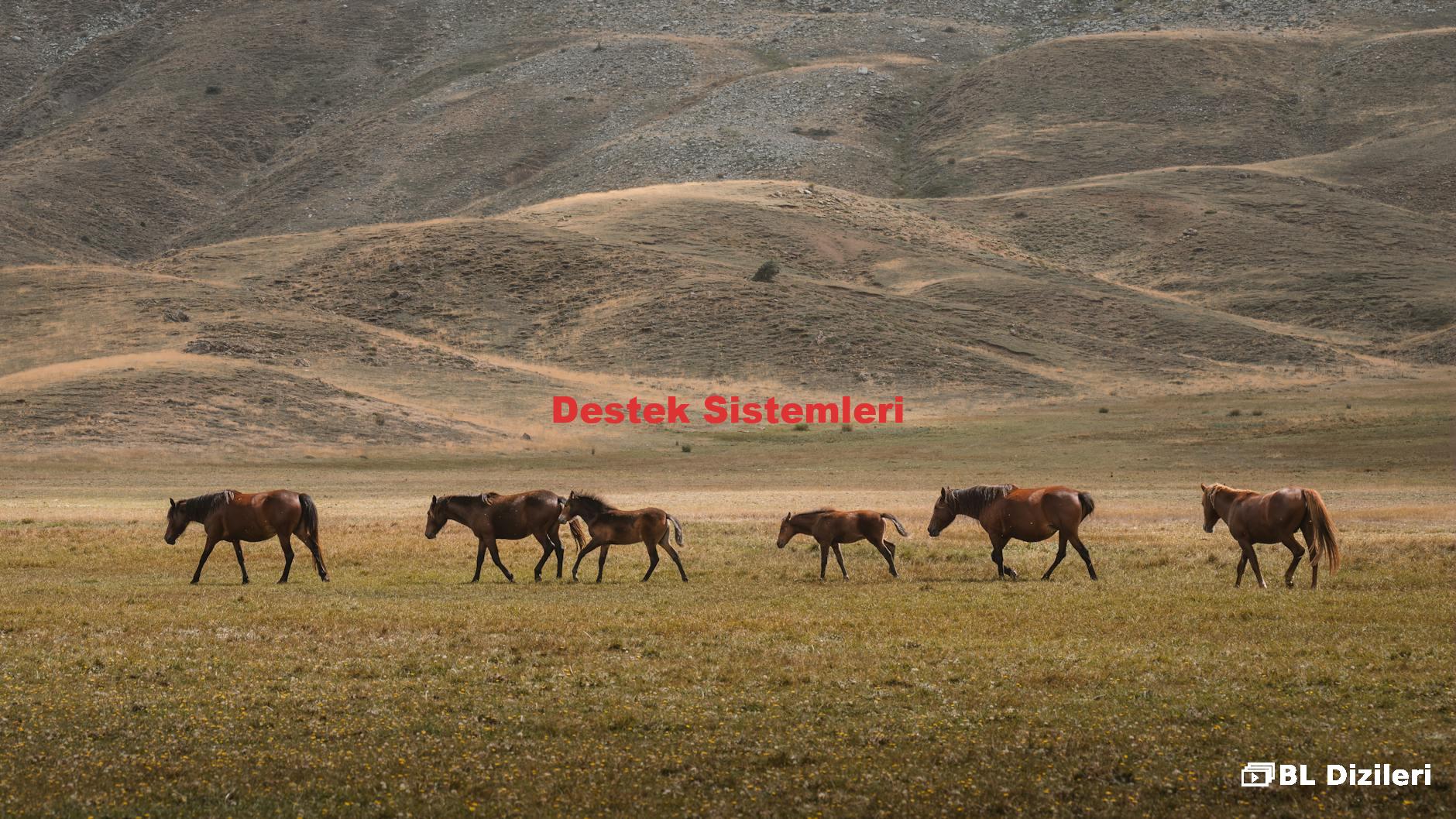 Destek Sistemleri